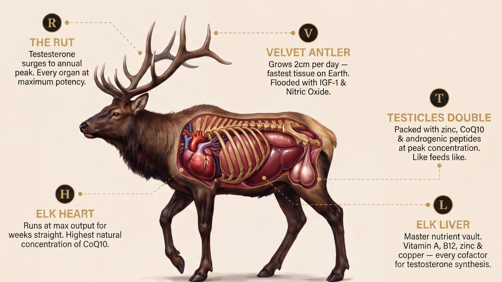 DOMINUS Elk Organ Infographic